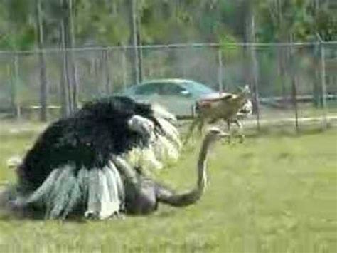 ostrich dating